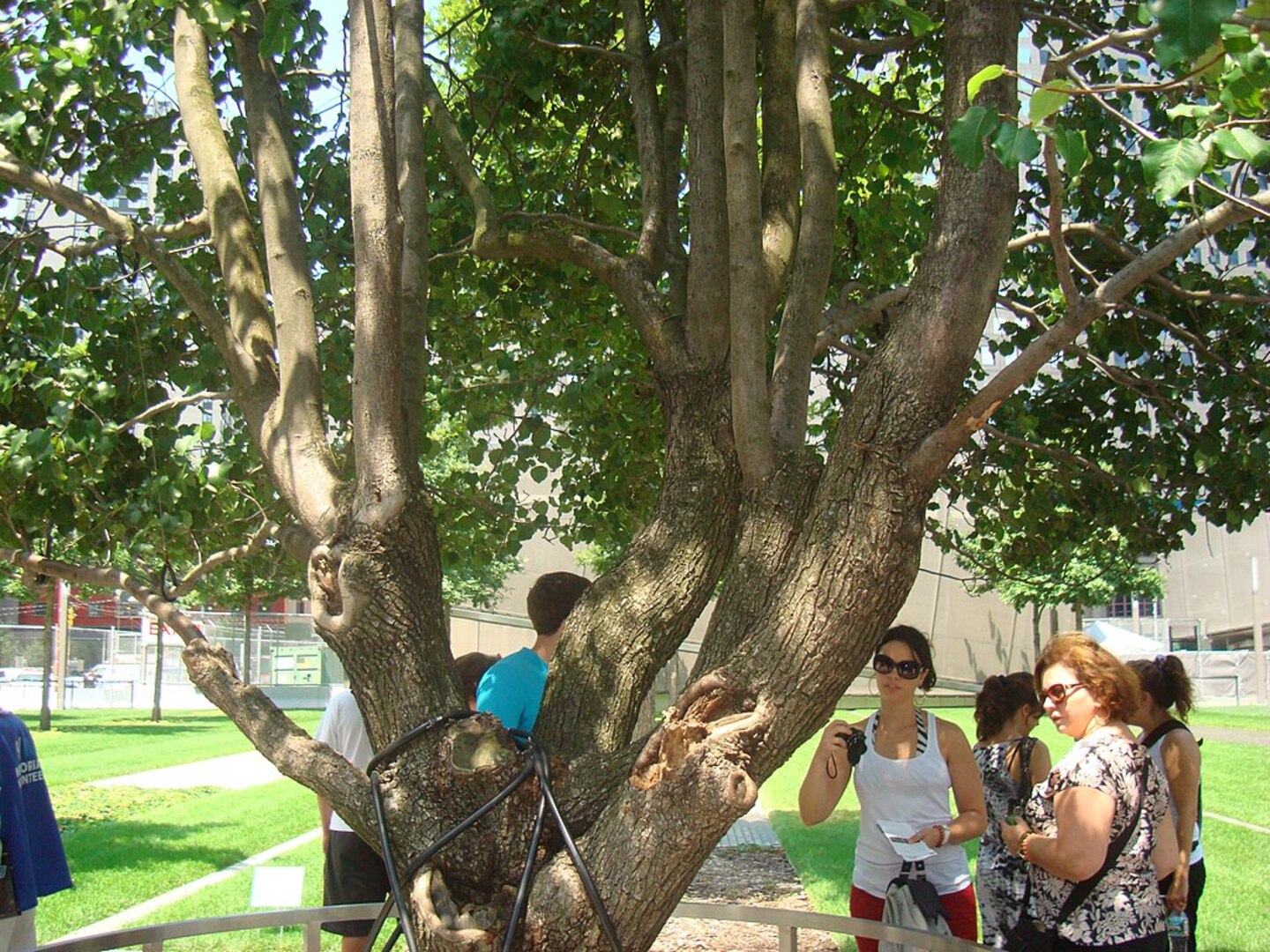 The Survivor Tree at 9/11 Memorial